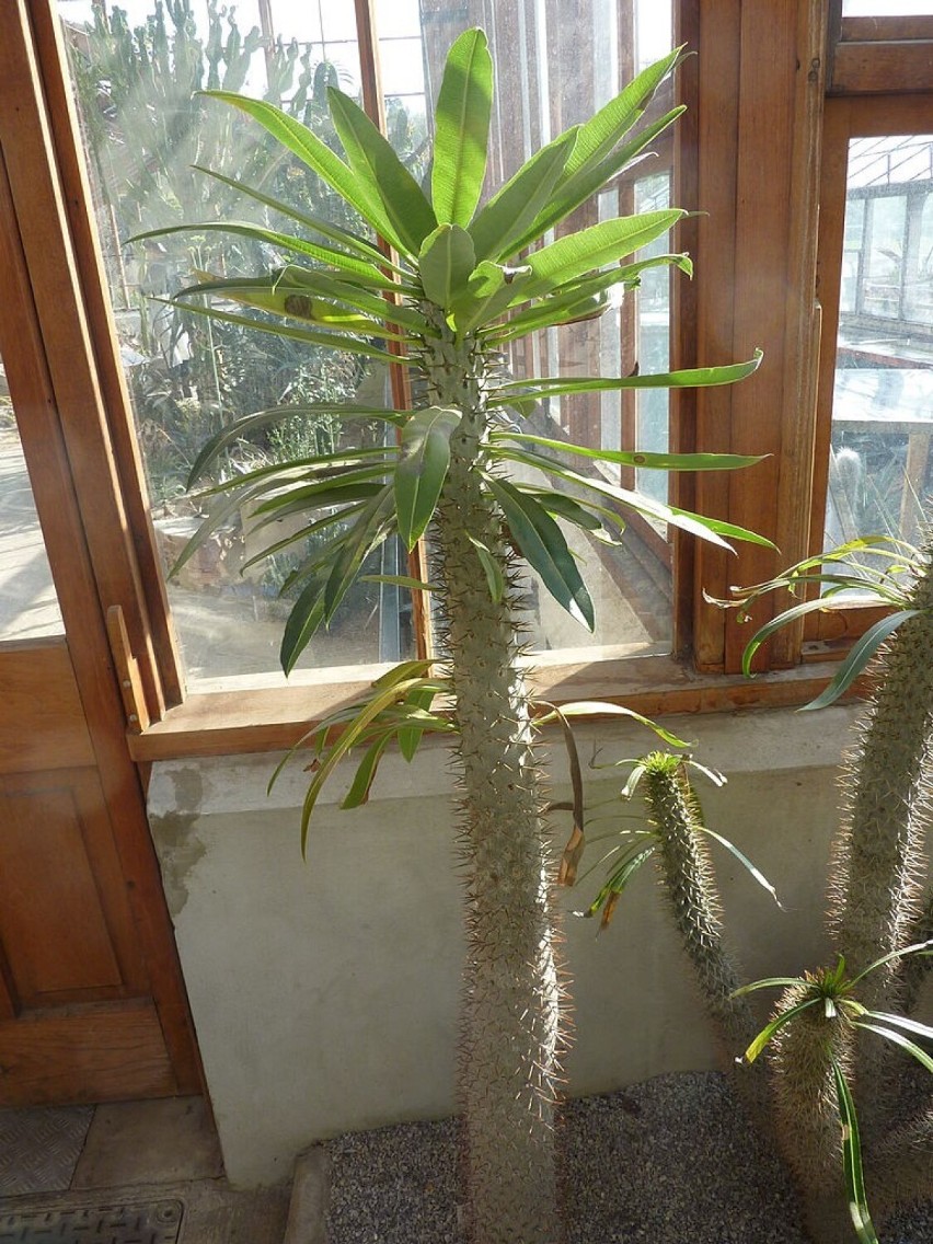 Ta roślina ogólnym pokrojem przypomina kolczastą palmę,...