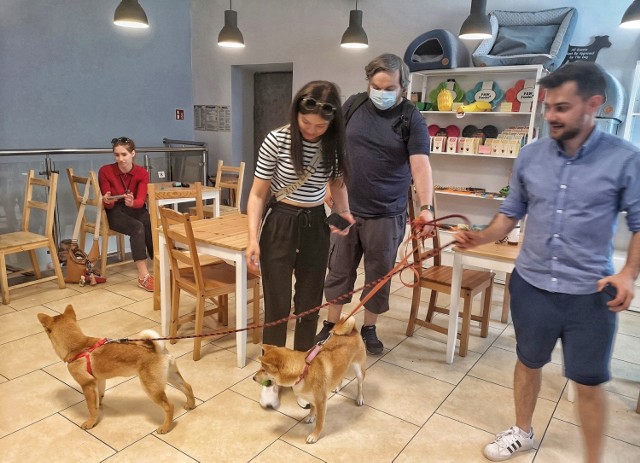 W Psiej Kawiarni "Psikawa" przy ul. Mazowieckiej odbył się wyjątkowy zjazd psów ras Shiba Inu i Akita, ale przyjść mógł każdy ze swoim pupilem.