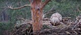 Orły z Woziwody mają już jedno pisklę. Dzięki kamerze można zobaczyć, co się dzieje w gnieździe bielików [wideo]