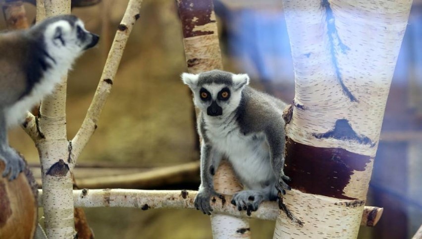 Zoo w Poznaniu: Sprawdź, jakie atrakcje czekają nas w weekend