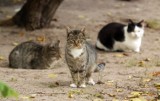 Karma dla kotów w Żorach jest rozdawana za darmo!