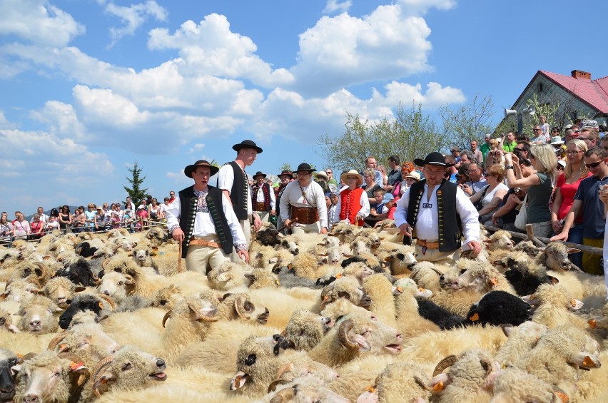 W ramach redyku 300 owiec będzie prowadzonych z Rumunii...