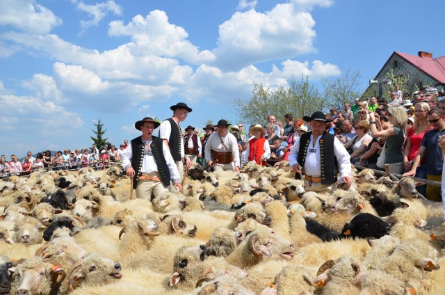 W ramach redyku 300 owiec będzie prowadzonych z Rumunii przez Ukrainę do Polski i Czech, w sumie 1400 km, z zachowaniem pełnej obrzędowości. Redyk ma upamiętniać tradycje wołoskich pasterzy. Owce, w zdecydowanej większości rumuńskie, prowadzone będą przez 6 pasterzy. Jak zapewniają organizatorzy przedsięwzięcia: Porozumienie Karpackie (którego członkiem jest miasto Sanok) oraz Fundacja &#8222;Pasterstwo Transhumancyjne&#8221;, Ziemia Sanocka będzie pełniła w tym przedsięwzięciu ważną rolę.