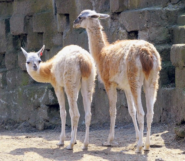 Do wikunii z łódzkiego zoo w przyszłym miesiącu dołączy młody samiec.