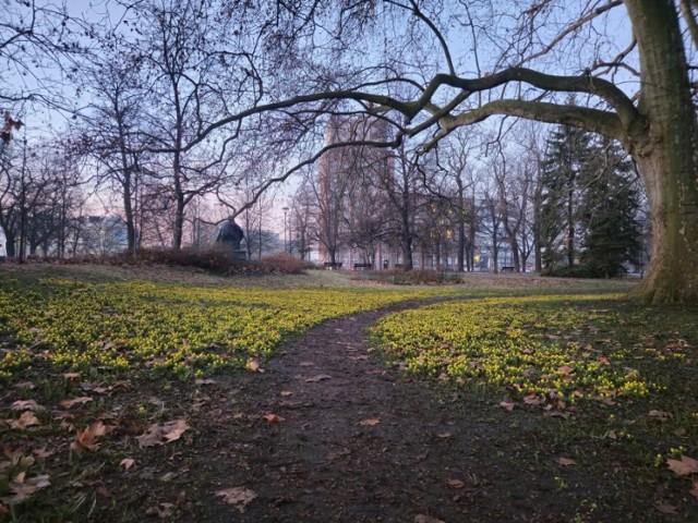 Takie piękno wiosennej przyrody można podziwiać w parku Słowackiego, niedaleko Panoramy Racławickiej