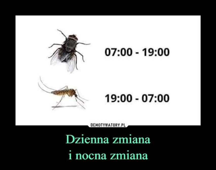 Memy o komarach