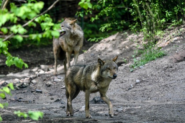 I chociaż jednych zachwyca ich obecność w wielkopolskich lasach, z takich sąsiadów nie są zadowoleni sami mieszkańcy tych terenów. Jak mówią, w ostatnich miesiącach wilki coraz bardziej zbliżają się do gospodarstw, rzadziej reagują na obecność człowieka.