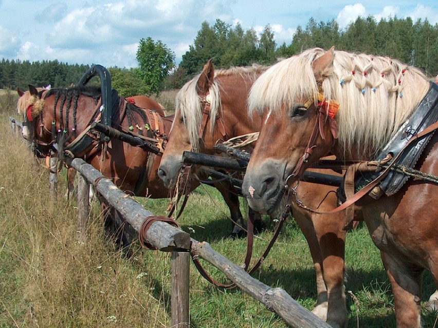Konie typu sokólskiego 

Wśród hodowców bardzo ceniona rasa