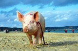 Świnka Raćka na sopockiej plaży. Promuje Fundację Pies Szuka Domu i wzbudza ciekawość [ZDJĘCIA]