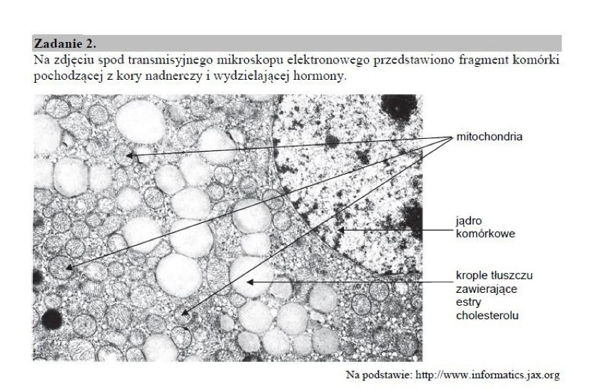 Matura 2018 biologia poziom rozszerzony. Matura z biologii 10.05.2018 na poziomie rozszerzonym [arkusze CKE, odpowiedzi]