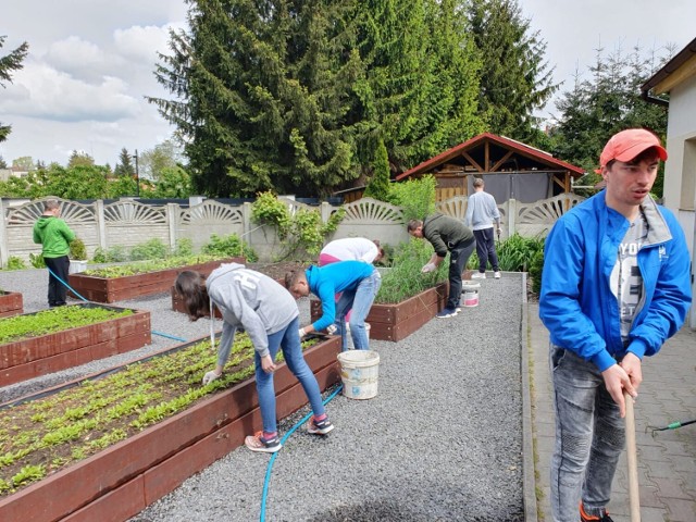 Uczniowie SOSW w Zbąszyniu, z pomocą wychowawców uprawiają ekologiczne warzywa