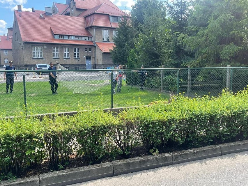 Koziołek zabłąkał się w centrum Leszna. Zwierzę utknęło na tyłach Zespołu Szkół Ekonomicznych ZDJĘCIA