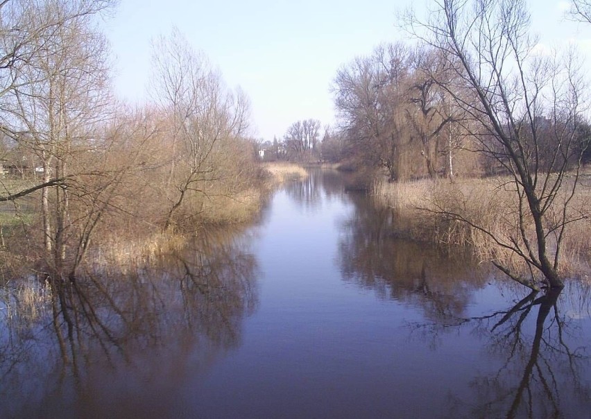 Rzeka Obra wiosnąFot. Dorota Michalczak