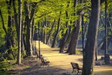 Park w Wojanowie. Stare drzewa, bujna roślinność, pomost wśród szuwarów i plac zabaw. Idealne miejsce na spacer z historią pałacu w tle 