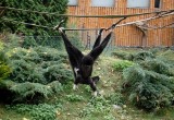 Zobacz zamojskie zoo po remoncie (fotogaleria)