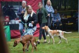 Święto Parku Dworskiego w Iłowej 2021! Wystawa psów myśliwskich i festiwal orkiestr dętych. To dopiero był weekend!