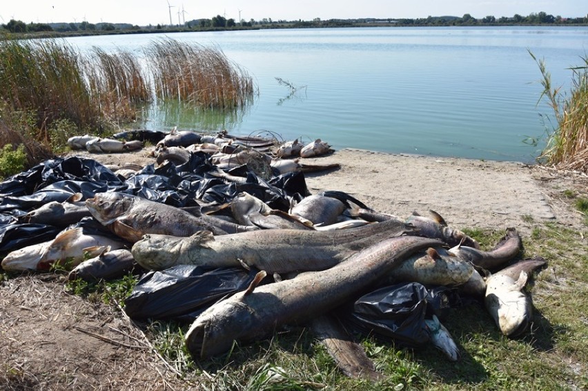 Śnięte ryby na brzegu jeziora Koskowickiego. Jest ich mnóstwo! [ZDJĘCIA]
