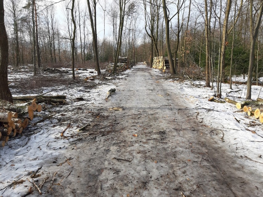 Wycinka drzew w Katowickim Parku Leśnym