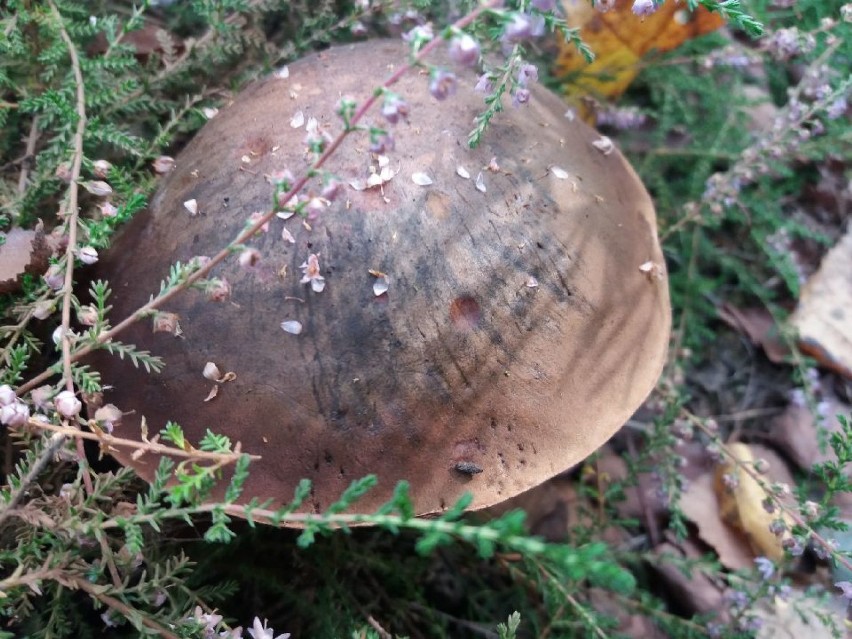 W lasach pod Sieradzem rosną taaaakie grzyby!