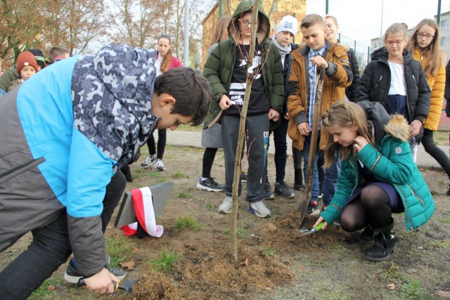 Uczniowie Szkoły Podstawowej nr 2 w Międzychodzie posadzili dziś przy szkole drzewo niepodległości (22.11.2019)