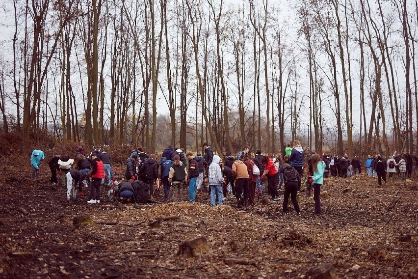 Wiszówka, Dębniki