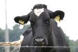 Drachalica: Złodziej krów zatrzymany 100 km od miejsca kradzieży