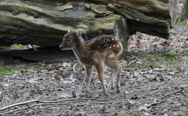 Więcej informacji z poznańskiego Zoo TUTAJ