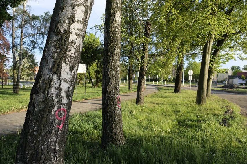 Mieszkańcy Żar podpisują petycją w sprawie wycinki drzew...