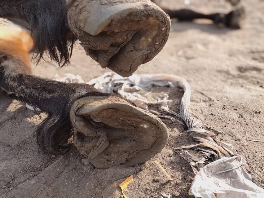 Łódzkie strażniczki z Animal Patrol odebrały właścicielowi zaniedbaną klacz. Zwierzę niestety nie przeżyło...