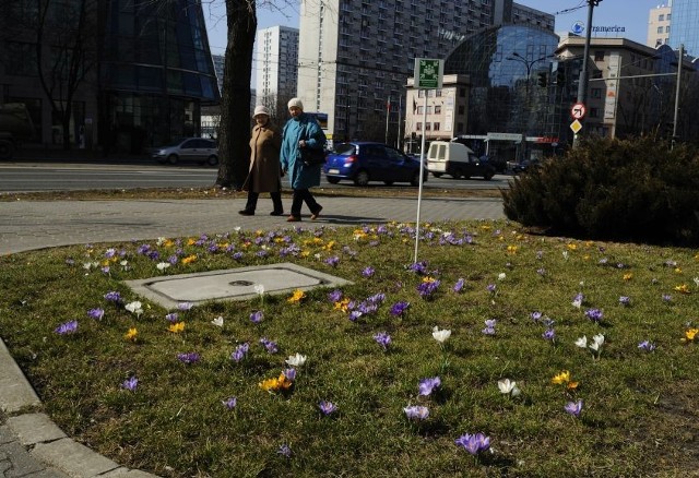 Trawniki pełne kwiatów w centrum Warszawy
