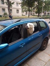 Kraków. Pies zamknięty w nagrzanym aucie w Nowej Hucie. Interweniowała straż