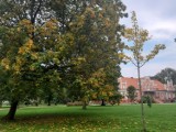 Pierwsze oznaki jesieni w Parku Miejskim w Wejherowie [ZDJĘCIA]