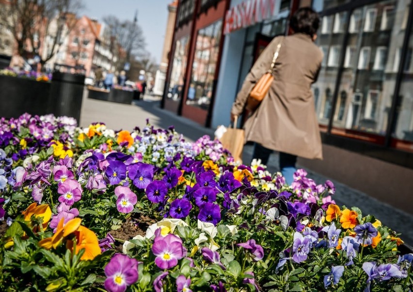 Wiosna w mieście. Gdańsk rozkwita w kwietniu [ zdjęcia]