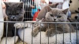 Wystawa kotów rasowych w Toruniu [ZDJĘCIA]