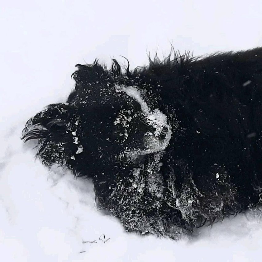 Psy, konie, koty...Mieszkańcy powiatu jasielskiego chwalą się, jak ich zwierzęta harcują na śniegu [ZDJĘCIA]
