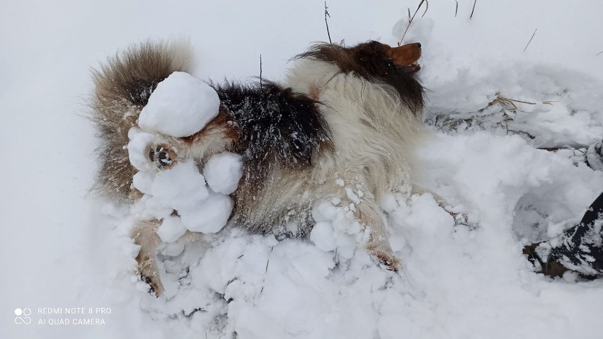 Psy, konie, koty...Mieszkańcy powiatu jasielskiego chwalą się, jak ich zwierzęta harcują na śniegu [ZDJĘCIA]