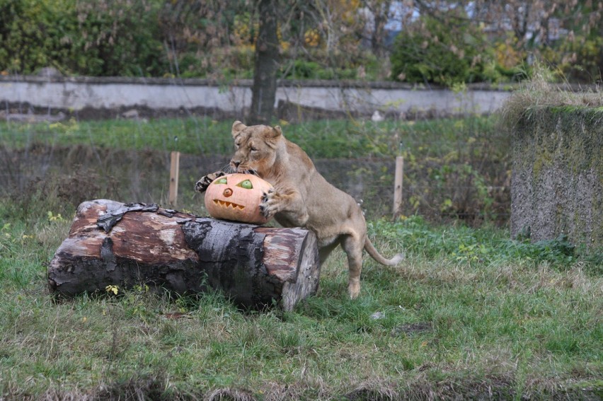 Zoo w Łodzi. Tak halloween spędzają zwierzęta [FOTO]