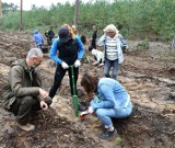 Nadleśnictwo Sulechów przygotowało 2500 sadzonek do Lasu Pamięci Jana Pawła II