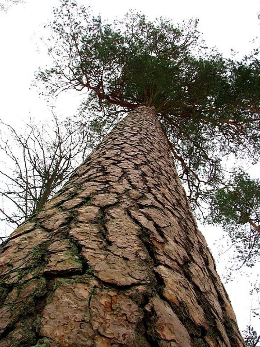 Strzelista sosna koło Milelna