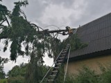 Wichura w Kujawsko-Pomorskiem. Połamane drzewa, zerwane dachy - strażacy interweniowali ponad 600 razy [zdjęcia]