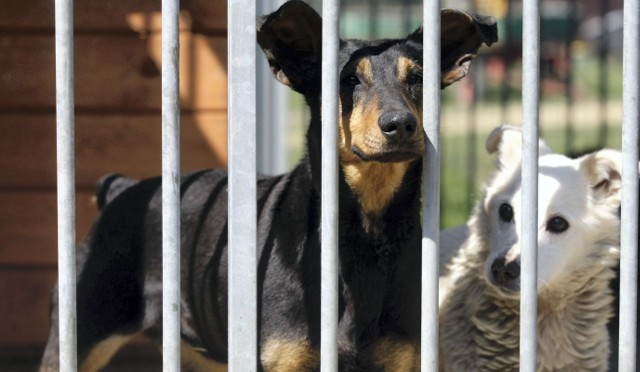 W schronisku Na Paluchu znajduje się 2100 psów czekających na adopcję