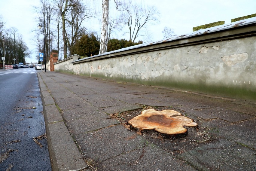 Wycinka drzew przy ul. Partyzantów w Piotrkowie. Wycięto...