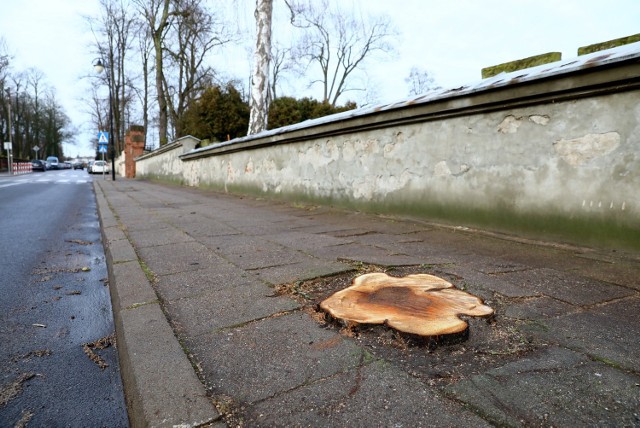 Wycinka drzew przy ul. Partyzantów w Piotrkowie. Wycięto zdrowe kasztanowce. Na zlecenie ZDiUM