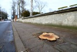 Wycinka drzew przy ul. Partyzantów w Piotrkowie. Wycięto zdrowe kasztanowce. Na zlecenie ZDiUM [ZDJĘCIA]