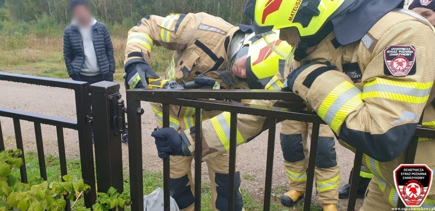 Strażacy ochotnicy uratowali sarnę, która utknęła w...
