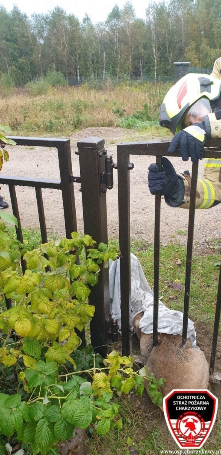 Strażacy ochotnicy uratowali sarnę, która utknęła w...
