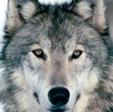 Zawyjcie dla wilka w Białymstoku [ZDJĘCIA]