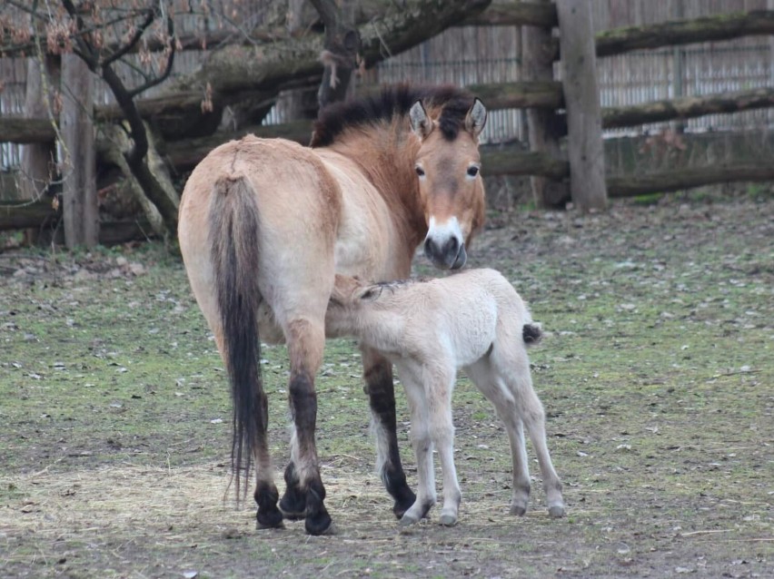 Warszawskie zoo szuka imienia dla młodej klaczki konia Przewalskiego. Zdecydują mieszkańcy. Jest tylko jeden warunek 