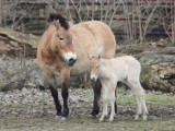 Warszawskie zoo szuka imienia dla młodej klaczki konia Przewalskiego. Zdecydują mieszkańcy. Jest tylko jeden warunek 