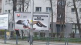 Szokujące billboardy we Wrocławiu. Młoda kobieta leży w kałuży krwi...